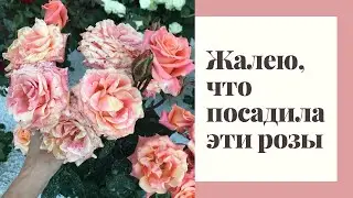 САМЫЕ НЕКРАСИВЫЕ СОРТА РОЗ В МОЕМ САДУ