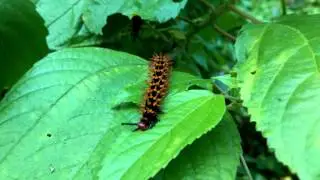 Final stage caterpillar rage eating.