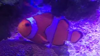 Sick Clown fish