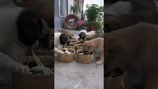 Breakfast for my eight brothers. A beautiful monent 