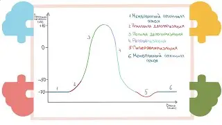 Потенциал действия. Разбираем на простой аналогии из жизни