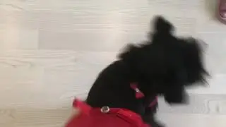 Margo -señorita!
