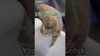 sapinhos que nos entendem 3