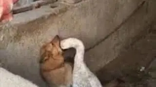 Videos I Found on Reddit #152