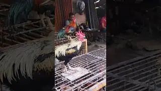 jadi santai deh, pembelinya ga ada#shorts #ayam #chicken