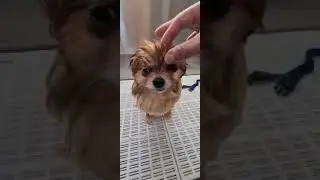 So cute #shorts #dog