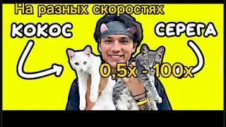 Песня про котят ( Серёга и Кокос ) на разных скоростях @HolyBaam