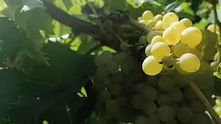 Какое количество винограда оставить на один куст