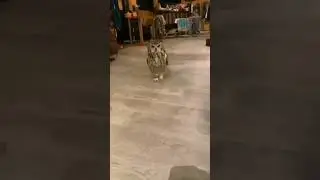 Look how big this owl is and how good it is।  shorts। owl। owls।