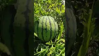 Уже скоро будем пробовать наши арбузы 