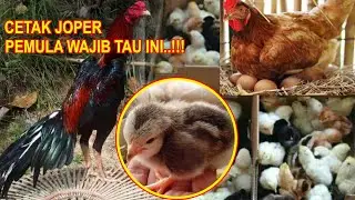 Review Kandang Indukan Ayam Joper Yang Ideal