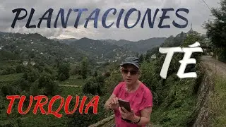 ☕ Explorando las Mejores Plantaciones de TÉ en Turquía y UZUNGÖL 🍃