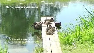 Семейство кряквы