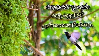 White-Rumped Munia making nest || White-Bellied Munia || കുരുവി കൂടുണ്ടാക്കുന്നത് കാണാം