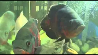 Tropical Fish Memes, Oscar Jumping Out of Tank