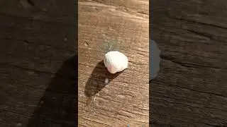 Ecco le mie conchiglie