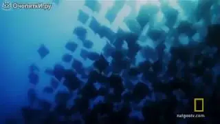 РЫБА ИЛИ ПТИЦА???