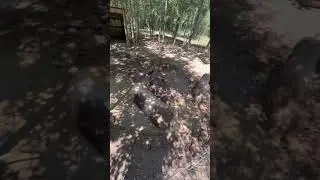 PIG POOL!!😱💦🐷 Oops!! I did it AGAIN!!