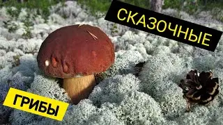 Белые грибы 2021.