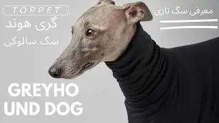 معرفی سگ تازی/سگ سالوکی یا گری هوند🇦🇫🇮🇷🏴󠁧󠁢󠁥󠁮󠁧󠁿