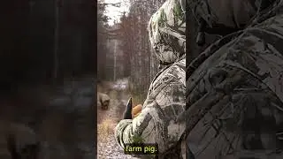 Is that a feral pig? 🐗  #hunting #pestcontrol #wildlife #airgunning