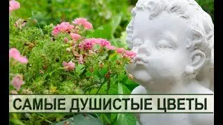 Душистые садовые цветы: как подобрать самые ароматные растения для сада или дачи. Fragrant flowers