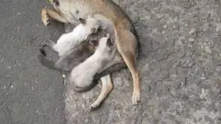 Собака кормит котят