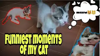 TALENTED CAT,AND FUNNIEST MOMENTS NI BELLATOT