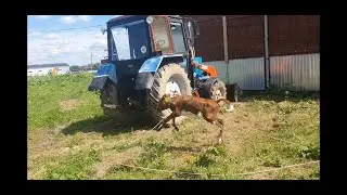 6 дней теленку вывел погулять ))