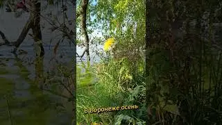В Воронеже Осень