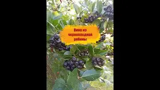 Вино из черноплодной рябины