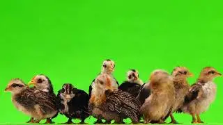 Chicken green screen background 