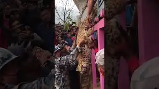 #tiger