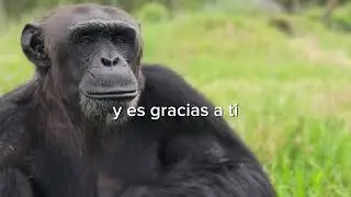 Si hay un antes y un después para estos animales es gracias a ti