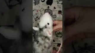 КРЫСА на заказ/ реалистичные игрушки
