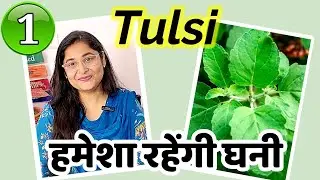 🔴TULSI PLANT COMPLETE INFORMATION AND CARE /HOW TO GROW TULSI BUSHY HEALTHY तुलसी कैसे उगाए 
