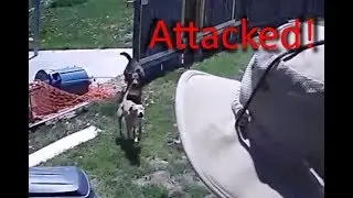 Attacked by neighbor's dogs in my back yard
