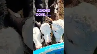 Calf Feeding Time #nzfarming #calfrearing
