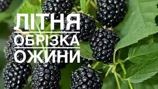 ЛІТНЯ ОБРІЗКА ОЖИНИ–ЗБІЛЬШЕННЯ ВРОЖАЮ В 2-3 РАЗИ