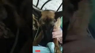 Now, he wants to play 😁🐶. #pets #cutedog #doglover #puppy #germanshepherd #animals #shorts #trending