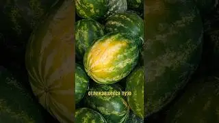 как выбрать хороший зрелый арбуз 