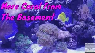 125 gallon reef tank update 7 7 19