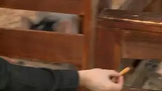 День домашних животных в нашем Трогательном зоопарке 