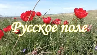 Русское поле