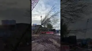 STIHL MS 500I Cutting a tree with a Crane 50Ton