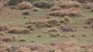 Leopard hunting attempt- Horton Plains National Park
