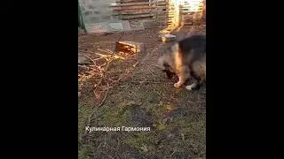 Забавный Щенок Кавказской Овчарки 3,5 месяца #shorts  #кулинарнаягармония #щенок #кавказец