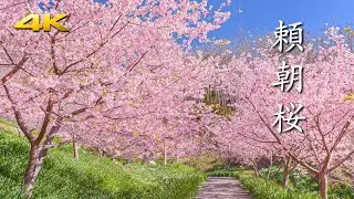 鋸南町の頼朝桜 15000本の河津桜と菜の花、水仙、梅林の共演 (shot on BMPCC6K)