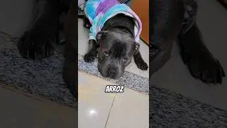 COMI 4KG DE ARROZ CRU #comida #pet #pitbull #cachorro