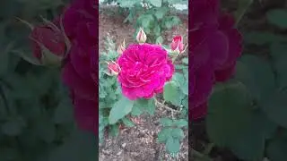 Чудесная роза Николя Бриансон под музыку Поля Мариа